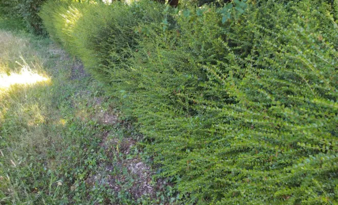 Taille et entretien d'arbres sur cognac , Barbezieux-Saint-Hilaire, PASSION FLEUR ET GAZON