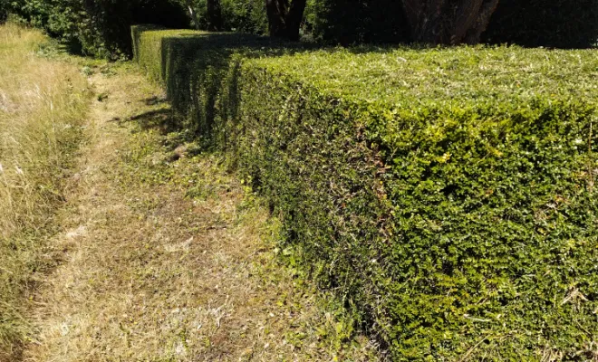 Taille et entretien d'arbres sur cognac , Barbezieux-Saint-Hilaire, PASSION FLEUR ET GAZON