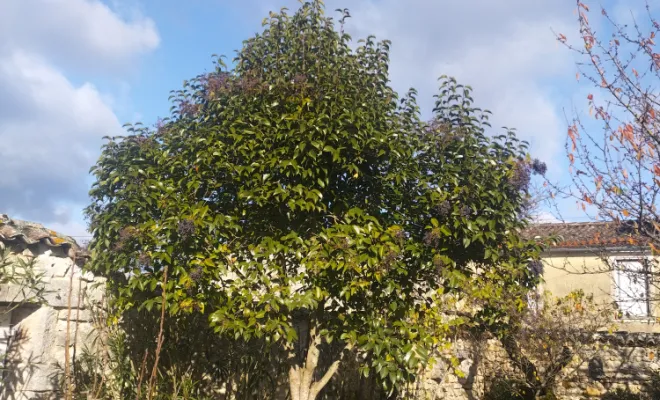 Taille et entretien d'arbres sur cognac , Barbezieux-Saint-Hilaire, PASSION FLEUR ET GAZON