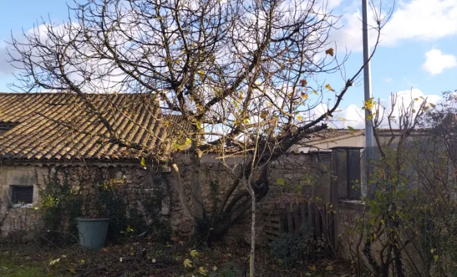 Taille et entretien d'arbres sur cognac , Barbezieux-Saint-Hilaire, PASSION FLEUR ET GAZON