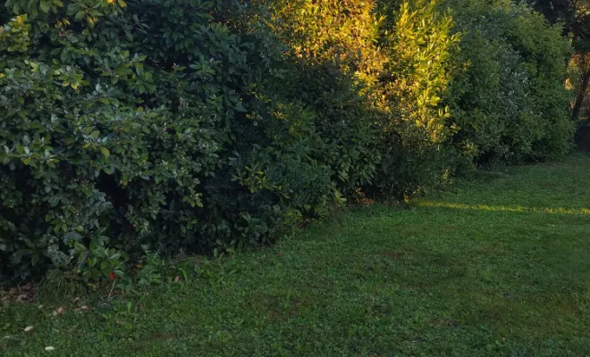 Taille et remise en forme d'une haie sur barbezieux , Barbezieux-Saint-Hilaire, PASSION FLEUR ET GAZON