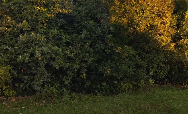 Taille et remise en forme d'une haie sur barbezieux , Barbezieux-Saint-Hilaire, PASSION FLEUR ET GAZON