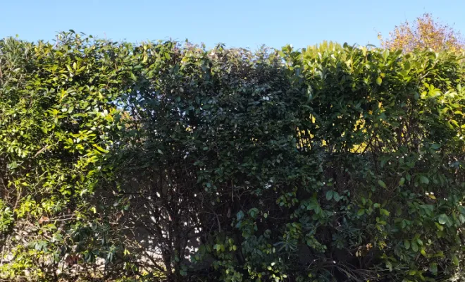 Taille et remise en forme d'une haie sur barbezieux , Barbezieux-Saint-Hilaire, PASSION FLEUR ET GAZON