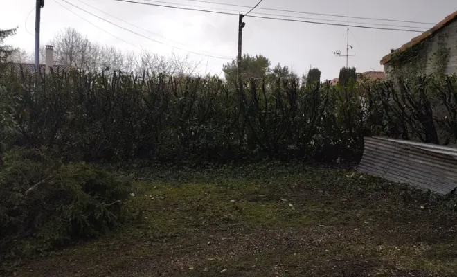 Rabattage d'une haie de lauriers à Jarnac, Barbezieux-Saint-Hilaire, PASSION FLEUR ET GAZON