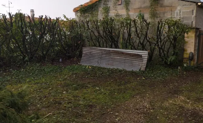 Rabattage d'une haie de lauriers à Jarnac, Barbezieux-Saint-Hilaire, PASSION FLEUR ET GAZON