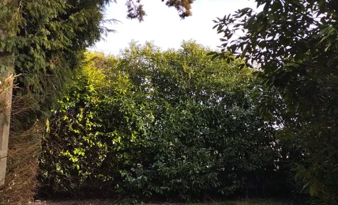 Rabattage d'une haie de lauriers à Jarnac, Barbezieux-Saint-Hilaire, PASSION FLEUR ET GAZON