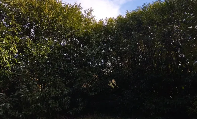 Rabattage d'une haie de lauriers à Jarnac, Barbezieux-Saint-Hilaire, PASSION FLEUR ET GAZON
