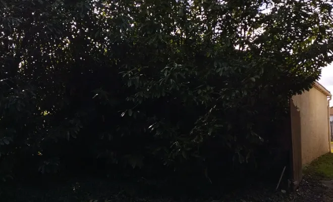 Rabattage d'une haie de lauriers à Jarnac, Barbezieux-Saint-Hilaire, PASSION FLEUR ET GAZON