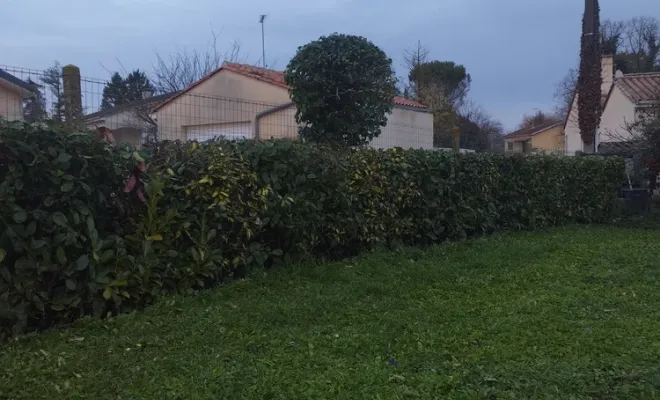 Taille de haie à Barbezieux-Saint-Hilaire, Barbezieux-Saint-Hilaire, PASSION FLEUR ET GAZON