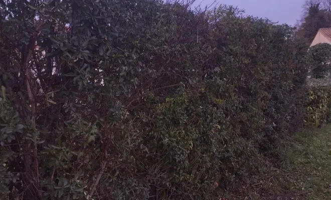 Taille de haie à Barbezieux-Saint-Hilaire, Barbezieux-Saint-Hilaire, PASSION FLEUR ET GAZON