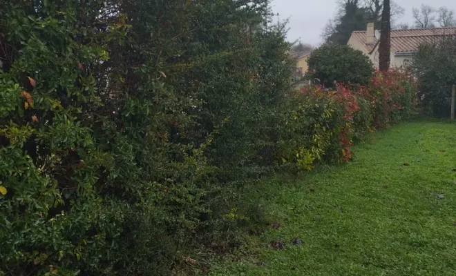 Taille de haie à Barbezieux-Saint-Hilaire, Barbezieux-Saint-Hilaire, PASSION FLEUR ET GAZON