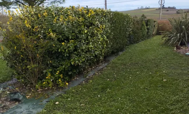 Taille et rajustement d'une haie à Jarnac, Barbezieux-Saint-Hilaire, PASSION FLEUR ET GAZON