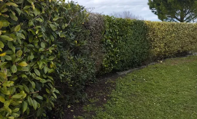 Taille et rajustement d'une haie à Jarnac, Barbezieux-Saint-Hilaire, PASSION FLEUR ET GAZON