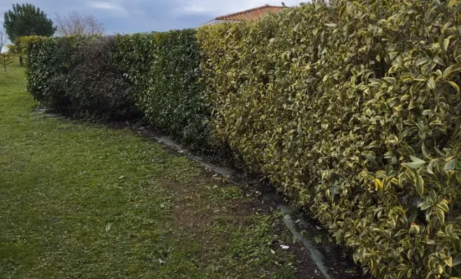 Taille et rajustement d'une haie à Jarnac, Barbezieux-Saint-Hilaire, PASSION FLEUR ET GAZON