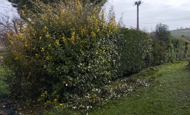 Taille et rajustement d'une haie à Jarnac, Barbezieux-Saint-Hilaire, PASSION FLEUR ET GAZON
