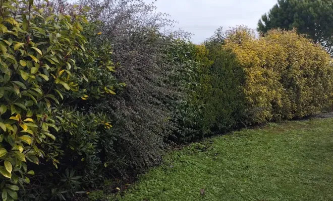 Taille et rajustement d'une haie à Jarnac, Barbezieux-Saint-Hilaire, PASSION FLEUR ET GAZON