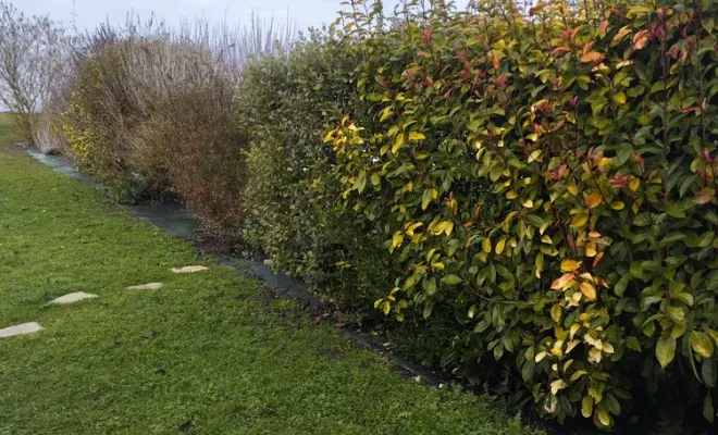 Taille et rajustement d'une haie à Jarnac, Barbezieux-Saint-Hilaire, PASSION FLEUR ET GAZON