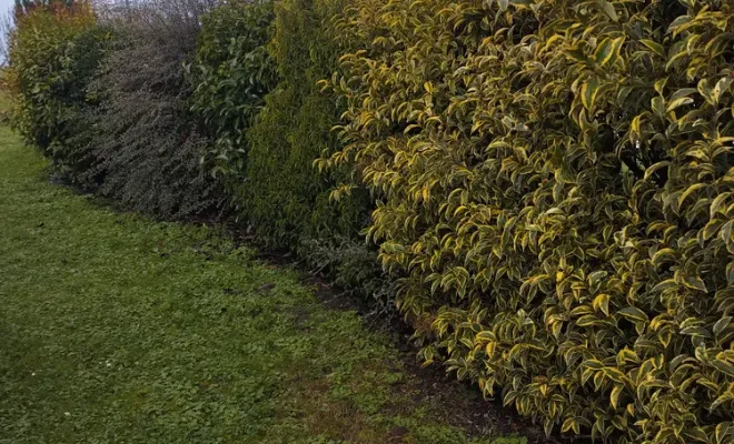 Taille et rajustement d'une haie à Jarnac, Barbezieux-Saint-Hilaire, PASSION FLEUR ET GAZON