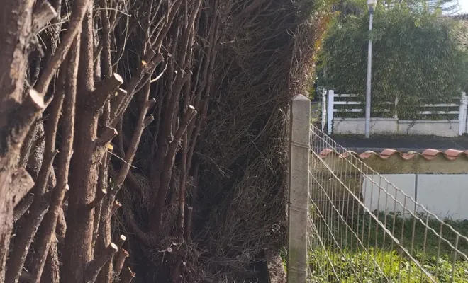 Création d'un passage derrière une haie à cognac, Barbezieux-Saint-Hilaire, PASSION FLEUR ET GAZON