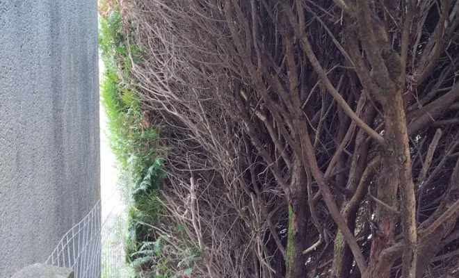 Création d'un passage derrière une haie à cognac, Barbezieux-Saint-Hilaire, PASSION FLEUR ET GAZON