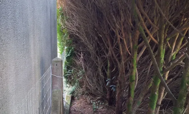 Création d'un passage derrière une haie à cognac, Barbezieux-Saint-Hilaire, PASSION FLEUR ET GAZON