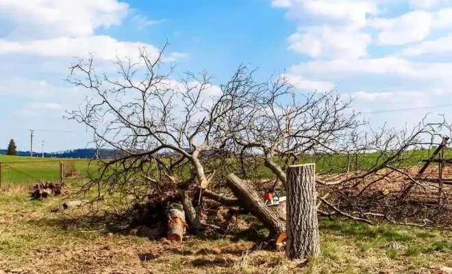 Abattage et enlèvement d'arbre sur barbezieux, Barbezieux-Saint-Hilaire, PASSION FLEUR ET GAZON