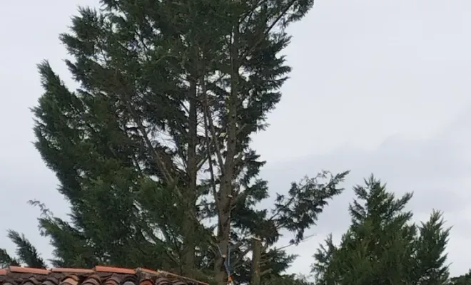 Abattage et enlèvement d'arbre sur barbezieux, Barbezieux-Saint-Hilaire, PASSION FLEUR ET GAZON