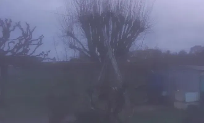 Taille et élagage d'arbres sur cognac, Barbezieux-Saint-Hilaire, PASSION FLEUR ET GAZON