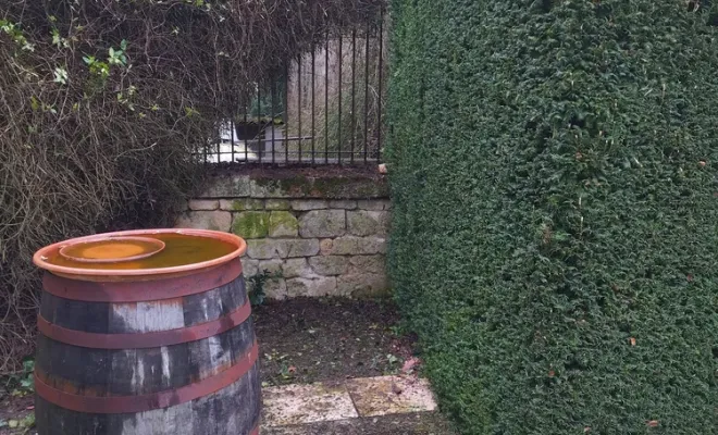 Taille d'une haie à Barbezieux Saint-Hilaire, Barbezieux-Saint-Hilaire, PASSION FLEUR ET GAZON