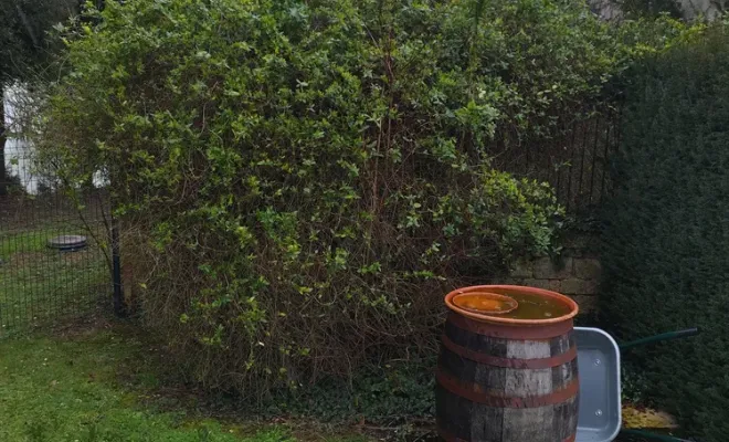 Taille d'une haie à Barbezieux Saint-Hilaire, Barbezieux-Saint-Hilaire, PASSION FLEUR ET GAZON