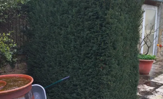 Taille d'une haie à Barbezieux Saint-Hilaire, Barbezieux-Saint-Hilaire, PASSION FLEUR ET GAZON
