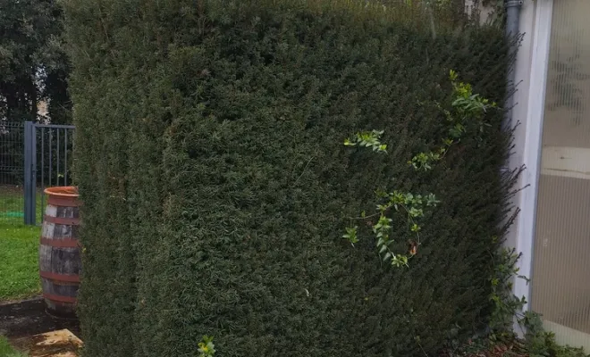 Taille d'une haie à Barbezieux Saint-Hilaire, Barbezieux-Saint-Hilaire, PASSION FLEUR ET GAZON