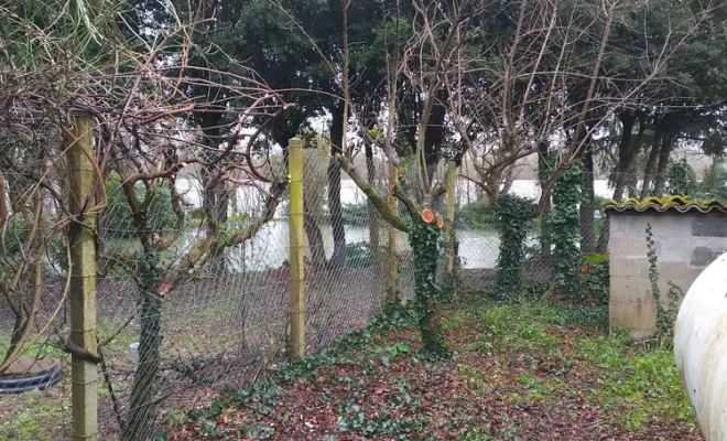 Nettoyage d'une cour pour chien à Barbezieux-Saint-Hilaire, Barbezieux-Saint-Hilaire, PASSION FLEUR ET GAZON