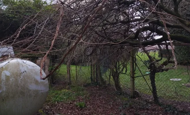 Nettoyage d'une cour pour chien à Barbezieux-Saint-Hilaire, Barbezieux-Saint-Hilaire, PASSION FLEUR ET GAZON