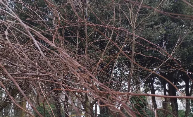 Nettoyage d'une cour pour chien à Barbezieux-Saint-Hilaire, Barbezieux-Saint-Hilaire, PASSION FLEUR ET GAZON
