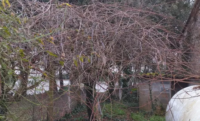 Nettoyage d'une cour pour chien à Barbezieux-Saint-Hilaire, Barbezieux-Saint-Hilaire, PASSION FLEUR ET GAZON