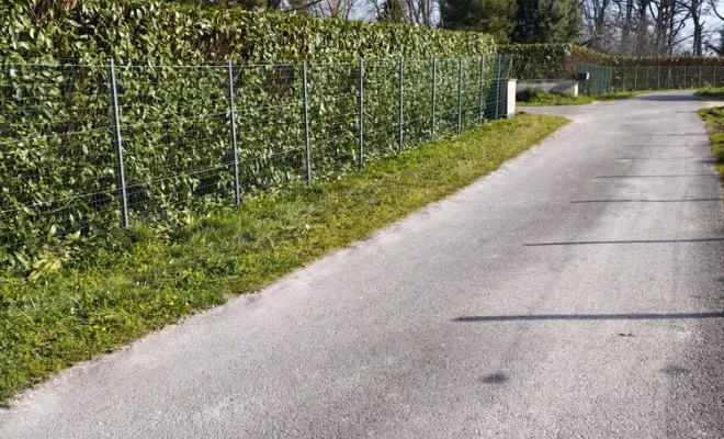 Taille d'une haie de lauriers à Barbezieux-Saint-Hilaire, Barbezieux-Saint-Hilaire, PASSION FLEUR ET GAZON