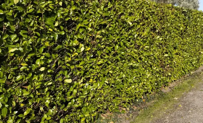 Taille d'une haie de lauriers à Barbezieux-Saint-Hilaire, Barbezieux-Saint-Hilaire, PASSION FLEUR ET GAZON