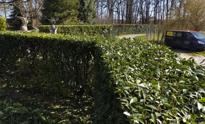 Taille d'une haie de lauriers à Barbezieux-Saint-Hilaire, Barbezieux-Saint-Hilaire, PASSION FLEUR ET GAZON