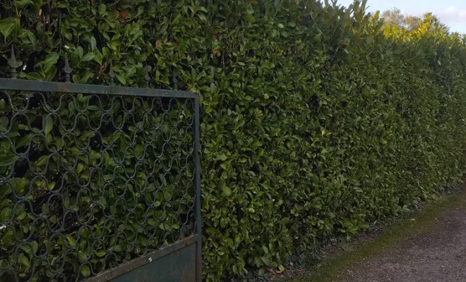 Taille d'une haie de lauriers à Barbezieux-Saint-Hilaire, Barbezieux-Saint-Hilaire, PASSION FLEUR ET GAZON
