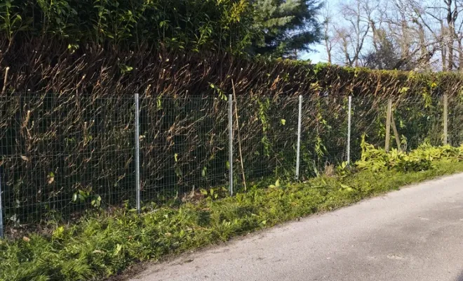 Taille d'une haie de lauriers à Barbezieux-Saint-Hilaire, Barbezieux-Saint-Hilaire, PASSION FLEUR ET GAZON