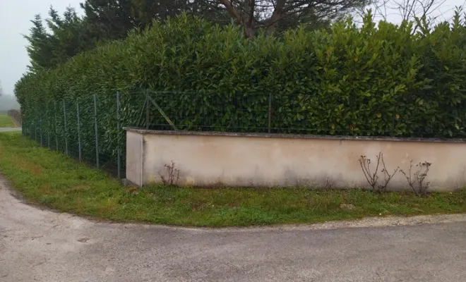 Taille d'une haie de lauriers à Barbezieux-Saint-Hilaire, Barbezieux-Saint-Hilaire, PASSION FLEUR ET GAZON