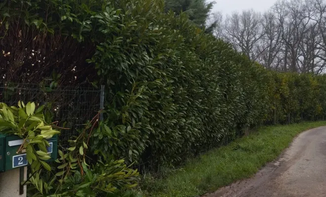 Taille d'une haie de lauriers à Barbezieux-Saint-Hilaire, Barbezieux-Saint-Hilaire, PASSION FLEUR ET GAZON