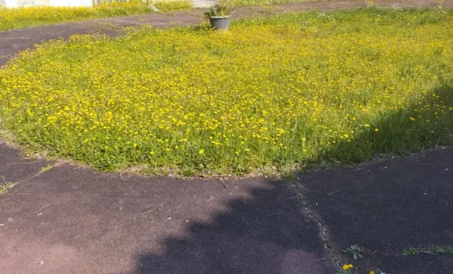 Tonte et entretien de parc et jardin à barbezieux Saint-Hilaire, Barbezieux-Saint-Hilaire, PASSION FLEUR ET GAZON