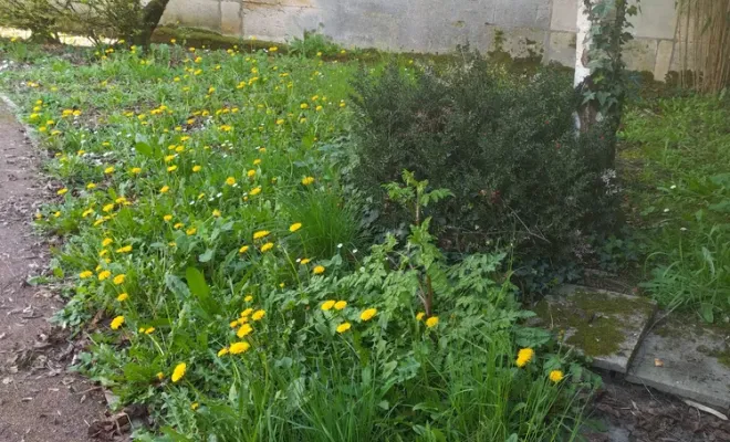 Tonte et entretien de parc et jardin à barbezieux Saint-Hilaire, Barbezieux-Saint-Hilaire, PASSION FLEUR ET GAZON