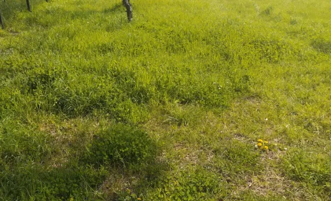 Tonte et entretien de parc et jardin à barbezieux Saint-Hilaire, Barbezieux-Saint-Hilaire, PASSION FLEUR ET GAZON