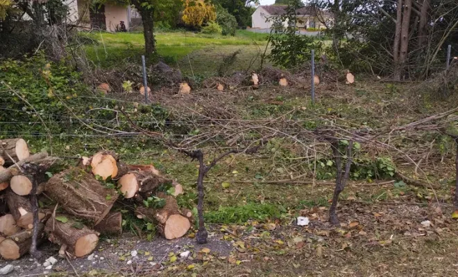 Nettoyage et abattage d'arbres sur barbezieux Saint-Hilaire, Barbezieux-Saint-Hilaire, PASSION FLEUR ET GAZON