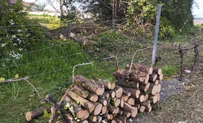 Nettoyage et abattage d'arbres sur barbezieux Saint-Hilaire, Barbezieux-Saint-Hilaire, PASSION FLEUR ET GAZON