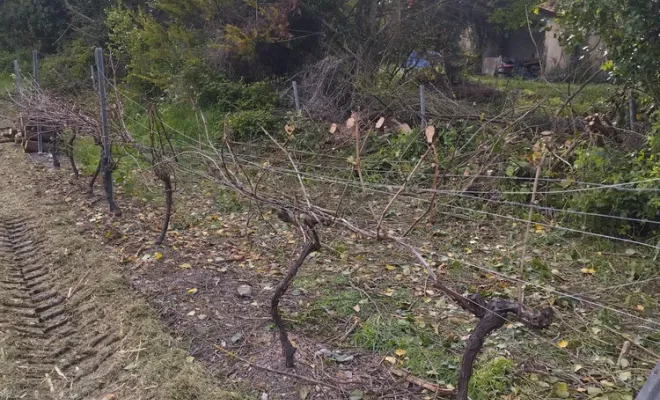 Nettoyage et abattage d'arbres sur barbezieux Saint-Hilaire, Barbezieux-Saint-Hilaire, PASSION FLEUR ET GAZON