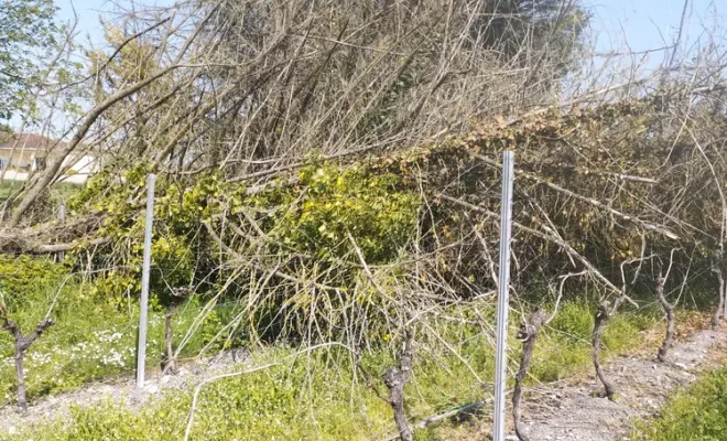 Nettoyage et abattage d'arbres sur barbezieux Saint-Hilaire, Barbezieux-Saint-Hilaire, PASSION FLEUR ET GAZON